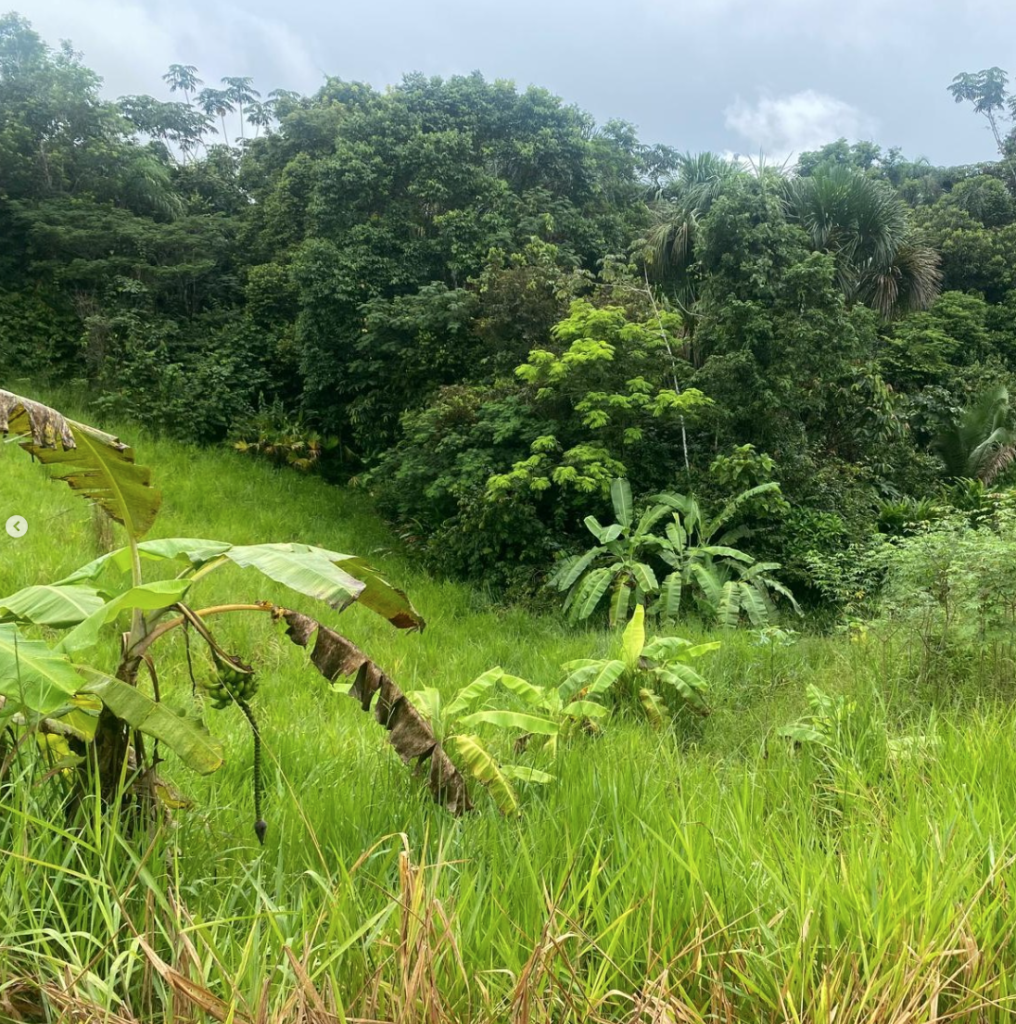 Captura de pantalla 2025-11-14 a las 11.13.33